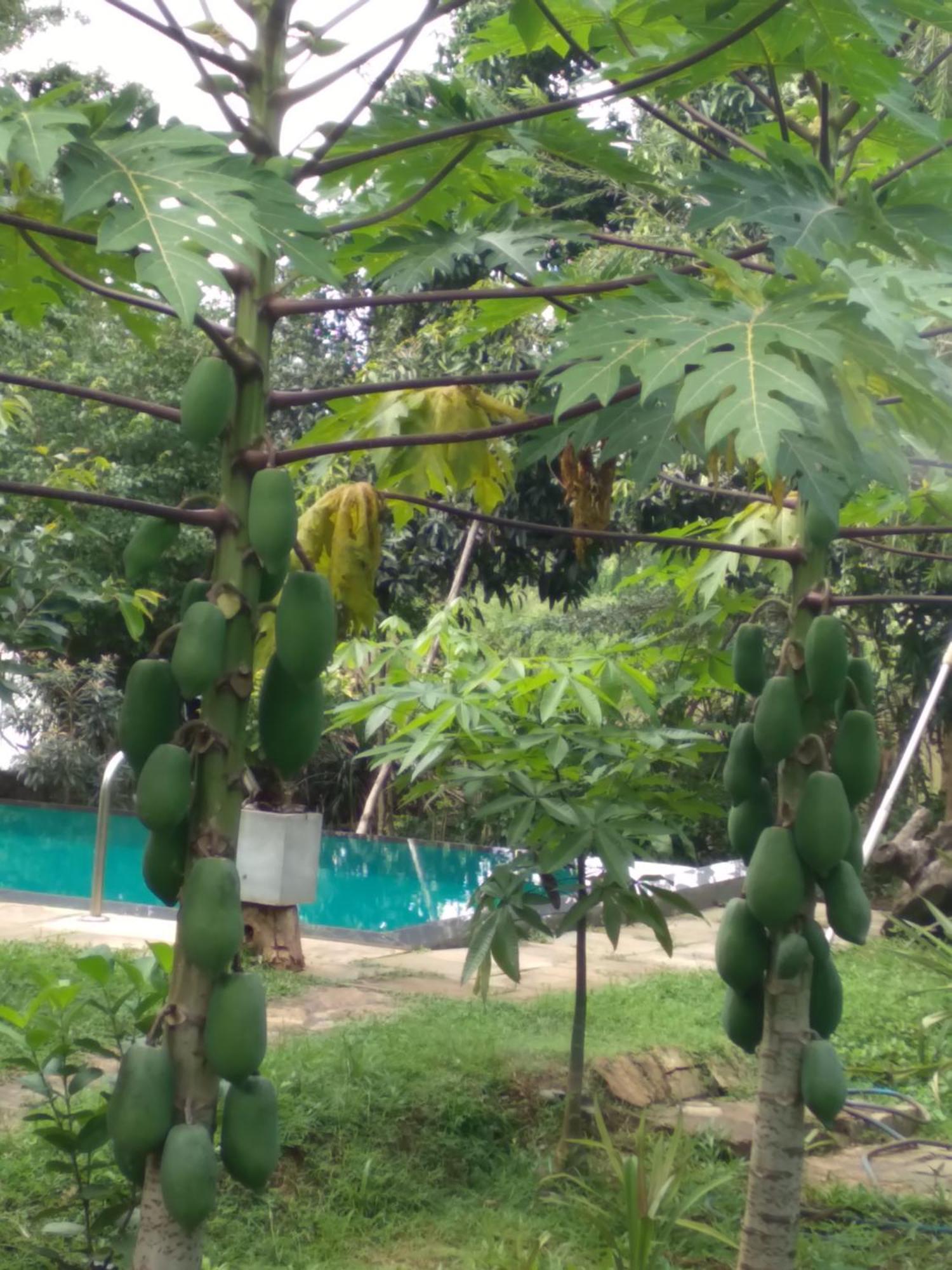 Vimanra Udawalawa Udawalawe Exterior foto